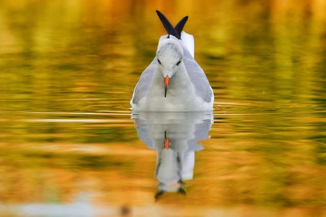 pixaguck-gull-7539615 640
